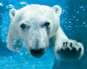 Polar Bear In Water - Full Drill Diamond Painting - Specially ordered for you. Delivery is approximately 4 - 6 weeks.