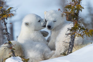 Polar Bear cubs- Full Drill Diamond Painting - Specially ordered for you. Delivery is approximately 4 - 6 weeks.