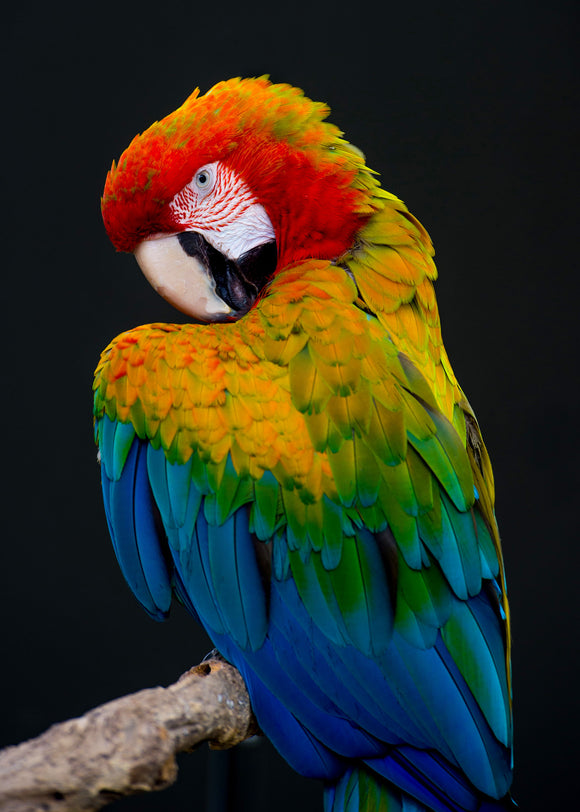 Posing Parrot- Full Drill Diamond Painting - Specially ordered for you. Delivery is approximately 4 - 6 weeks.