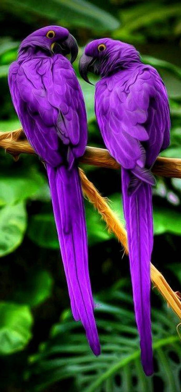 Purple Parrots- Full Drill Diamond Painting - Specially ordered for you. Delivery is approximately 4 - 6 weeks.