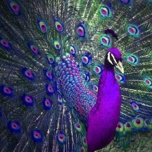 Special Order - Purple Peacock - Full Drill Diamond Painting - Specially ordered for you. Delivery is approximately 4 - 6 weeks.