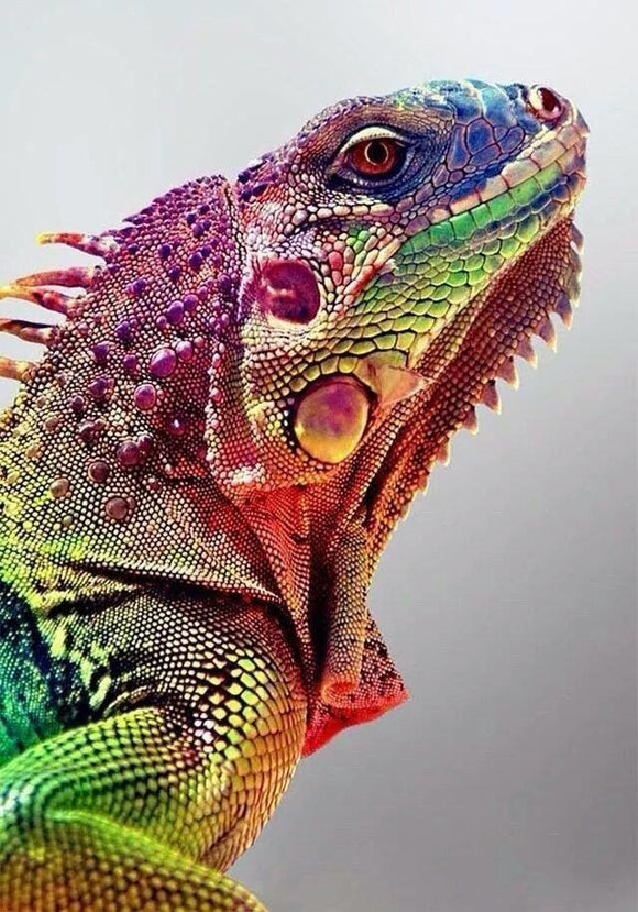 Rainbow Chameleon- Full Drill Diamond Painting - Specially ordered for you. Delivery is approximately 4 - 6 weeks.