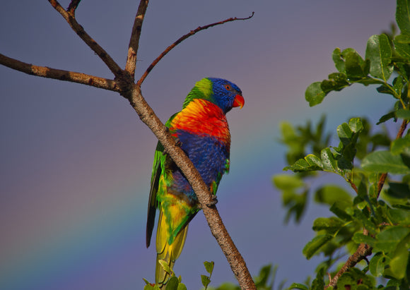 Rainbow Lorikeet- Full Drill Diamond Painting - Specially ordered for you. Delivery is approximately 4 - 6 weeks.