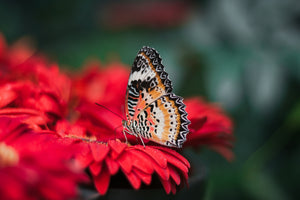 Red Flowers And Butterfly- Full Drill Diamond Painting - Specially ordered for you. Delivery is approximately 4 - 6 weeks.