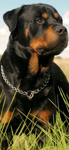Rottweiler- Full Drill Diamond Painting - Specially ordered for you. Delivery is approximately 4 - 6 weeks.