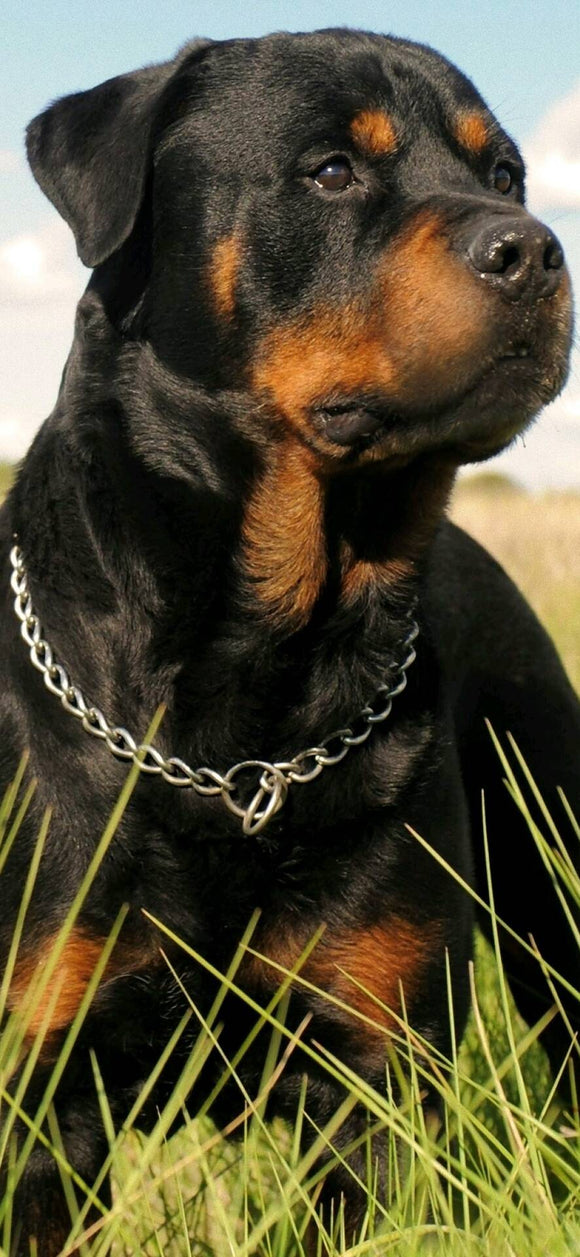 Rottweiler- Full Drill Diamond Painting - Specially ordered for you. Delivery is approximately 4 - 6 weeks.