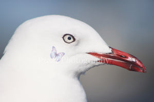 Pzazz Photography - Seagull Closeup - Full Drill Diamond Painting - Specially ordered for you. Delivery is approximately 4 - 6 weeks.