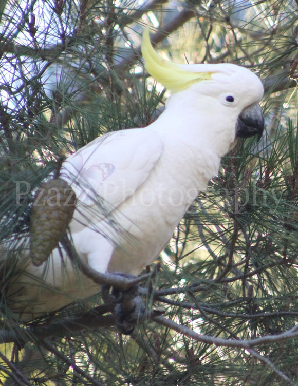 Copy of Pzazz Photography - Sulphur Crested Cockatoo - Full Drill Diamond Painting - Specially ordered for you. Delivery is approximately 4 - 6 weeks.