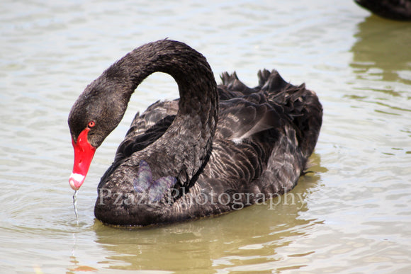 Pzazz Photography - Swan - Full Drill Diamond Painting - Specially ordered for you. Delivery is approximately 4 - 6 weeks.