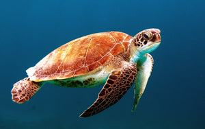 Turtle in ocean-   Full Drill Diamond Painting - Specially ordered for you. Delivery is approximately 4 - 6 weeks.