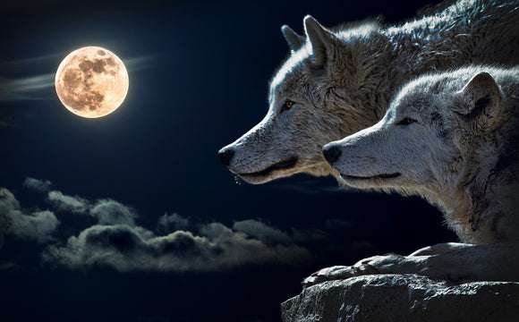 Special Order - Two Wolves and the Moon - Full Drill Diamond Painting - Specially ordered for you. Delivery is approximately 4 - 6 weeks.