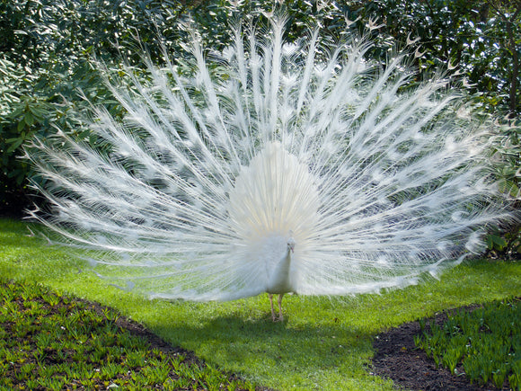White Peacock - Full Drill Diamond Painting - Specially ordered for you. Delivery is approximately 4 - 6 weeks.