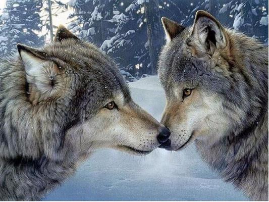 Special Order - Wolf Pair - Full Drill Diamond Painting - Specially ordered for you. Delivery is approximately 4 - 6 weeks.