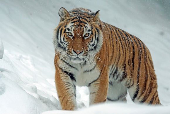 Tiger In The Snow - Full Drill Diamond Painting - Specially ordered for you. Delivery is approximately 4 - 6 weeks.