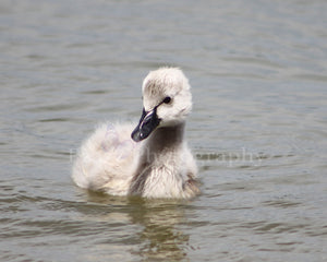 Pzazz Photography - Baby Swan - Full Drill Diamond Painting - Specially ordered for you. Delivery is approximately 4 - 6 weeks.