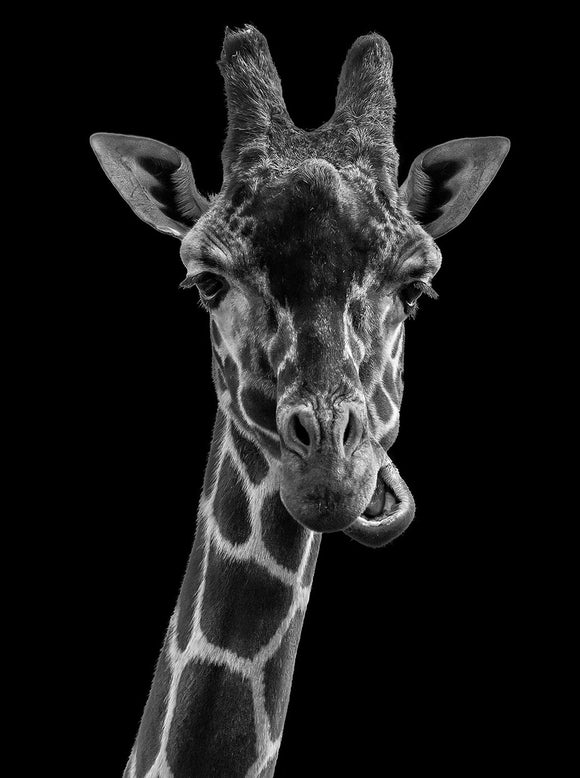 Black And White Giraffe- Full Drill Diamond Painting - Specially ordered for you. Delivery is approximately 4 - 6 weeks.