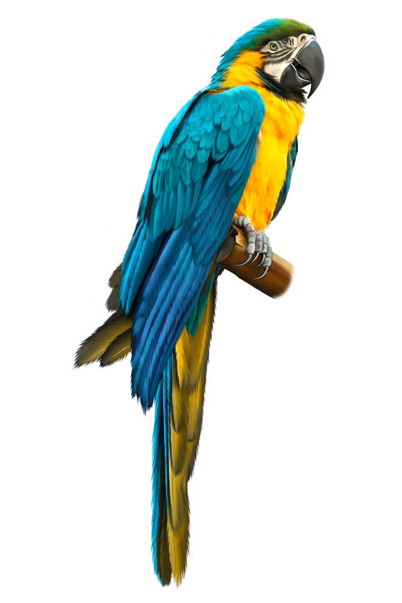 Special Order - Blue and Gold Macaw - Full Drill Diamond Painting - Specially ordered for you. Delivery is approximately 4 - 6 weeks.