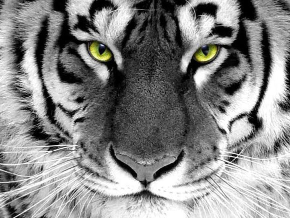 Close Black And White Tiger- Full Drill Diamond Painting - Specially ordered for you. Delivery is approximately 4 - 6 weeks.