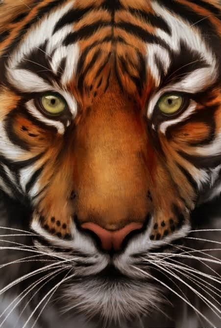 Close Tiger- Full Drill Diamond Painting - Specially ordered for you. Delivery is approximately 4 - 6 weeks.