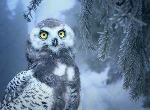 Special Order - Owl in Snow - Full Drill diamond painting - Specially ordered for you. Delivery is approximately 4 - 6 weeks.