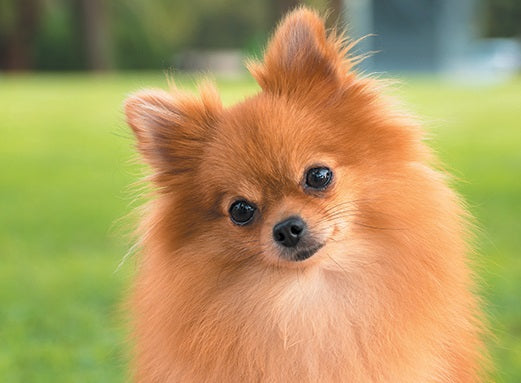 Pomeranian-on-grass - Full Drill Diamond Painting - Specially ordered for you. Delivery is approximately 4 - 6 weeks.