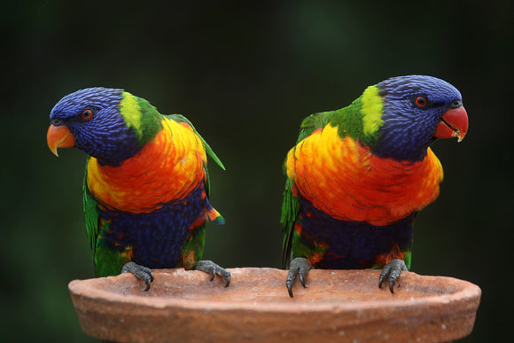 Special Order - Rainbow Lorikeets 02 - Full Drill Diamond Painting - Specially ordered for you. Delivery is approximately 4 - 6 weeks.