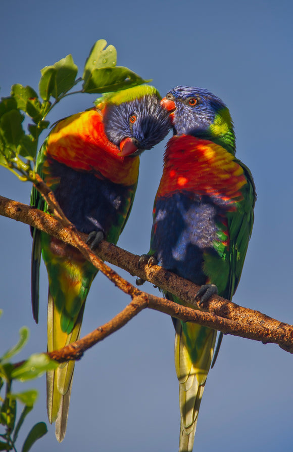 Special Order - Rainbow Lorikeets 03 - Full Drill Diamond Painting - Specially ordered for you. Delivery is approximately 4 - 6 weeks.
