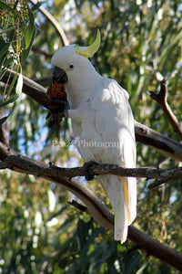 Pzazz Photography - Sulphur crested cockatoo - Full Drill Diamond Painting - Specially ordered for you. Delivery is approximately 4 - 6 weeks.