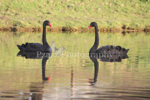 Pzazz Photography - Swans 2 - Full Drill Diamond Painting - Specially ordered for you. Delivery is approximately 4 - 6 weeks.