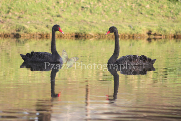 Pzazz Photography - Swans 2 - Full Drill Diamond Painting - Specially ordered for you. Delivery is approximately 4 - 6 weeks.