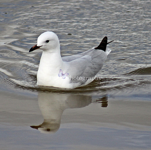 Pzazz Photography - Seagull - Full Drill Diamond Painting - Specially ordered for you. Delivery is approximately 4 - 6 weeks.