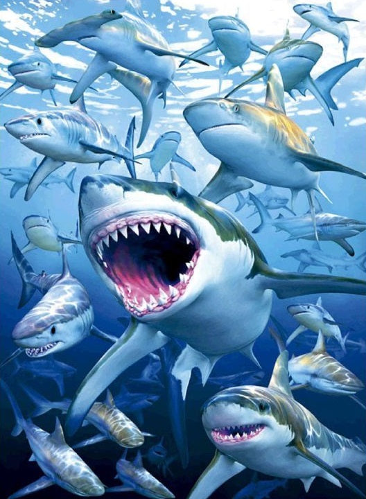 Special Order - Sharks - Full Drill diamond painting - Specially ordered for you. Delivery is approximately 4 - 6 weeks.