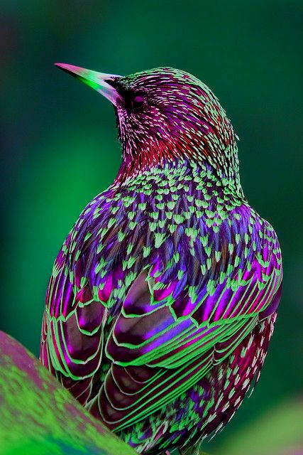Special Order - Starling - Full Drill Diamond Painting - Specially ordered for you. Delivery is approximately 4 - 6 weeks.