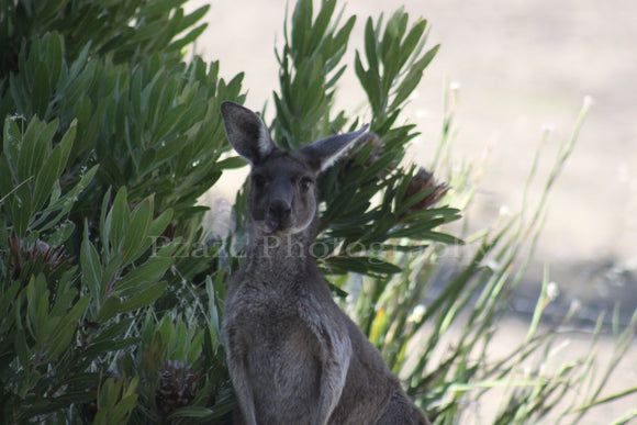 Pzazz Photography - Kangaroo - Full Drill Diamond Painting - Specially ordered for you. Delivery is approximately 4 - 6 weeks.