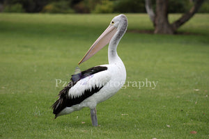 Pzazz Photography - Pelican Standing - Full Drill Diamond Painting - Specially ordered for you. Delivery is approximately 4 - 6 weeks.