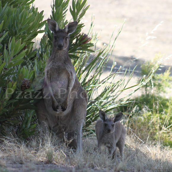 Pzazz Photography - Kangaroo And Joey - Full Drill Diamond Painting - Specially ordered for you. Delivery is approximately 4 - 6 weeks.