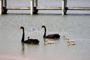 Pzazz Photography - Swans And Babies - Full Drill Diamond Painting - Specially ordered for you. Delivery is approximately 4 - 6 weeks.