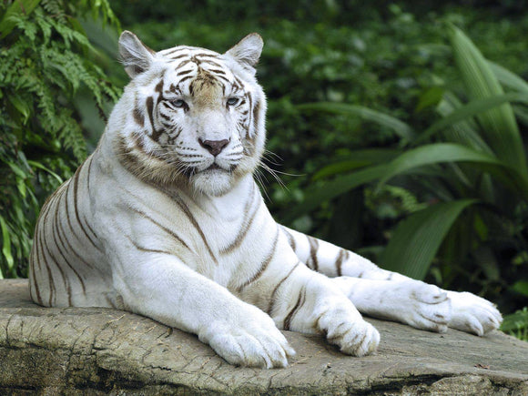 White tiger- Full Drill Diamond Painting - Specially ordered for you. Delivery is approximately 4 - 6 weeks.